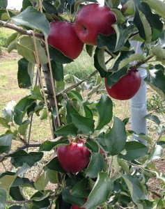 村一果樹園のリンゴ「秋映」